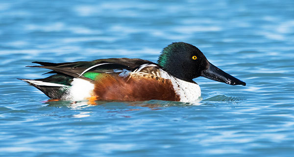 Northern Shoveler Anas clypeata