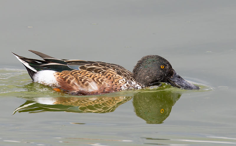 Northern Shoveler Anas clypeata