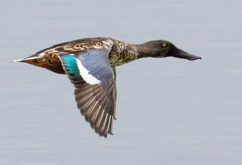 Northern Shoveler Anas clypeata