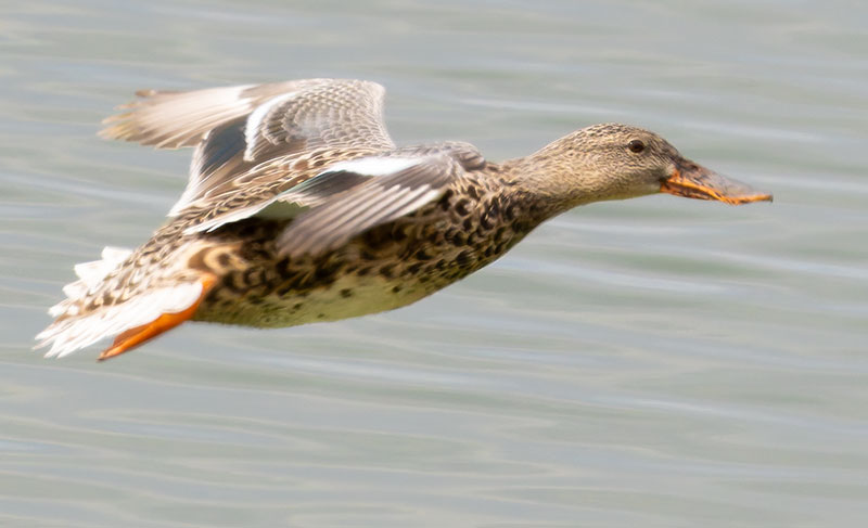Northern Shoveler Anas clypeata