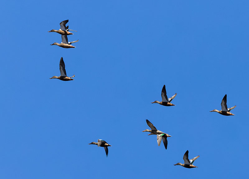 Northern Shoveler Anas clypeata