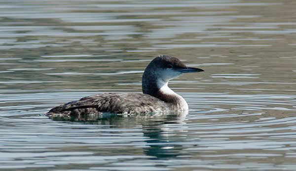 Pacific Loon Gavia pacifica 