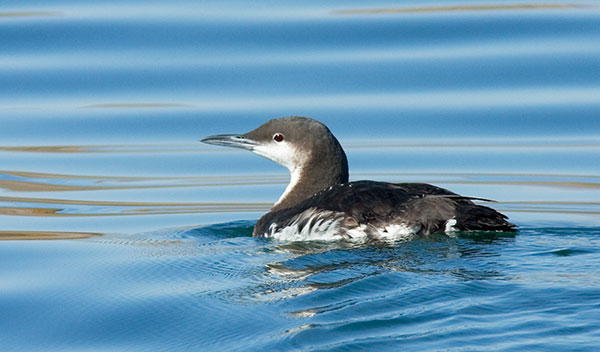 Pacific Loon Gavia pacifica 