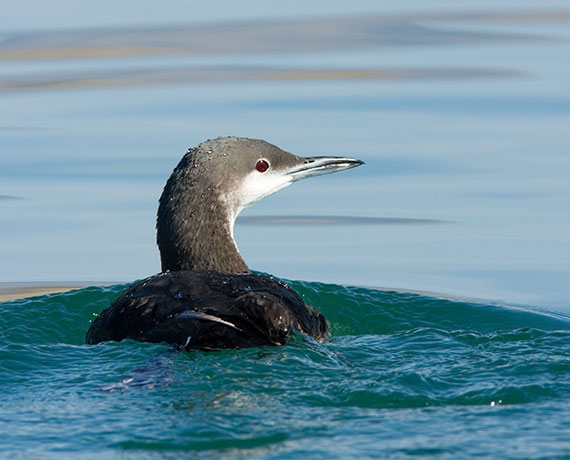 Pacific Loon Gavia pacifica 
