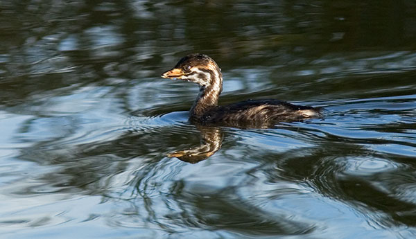 Pied-billed Grebe Podilymbus podiceps