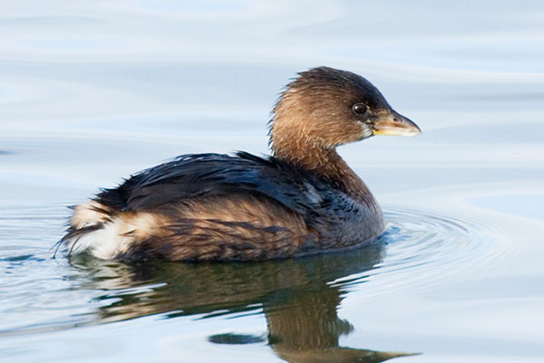 Pied-billed Grebe Podilymbus podiceps