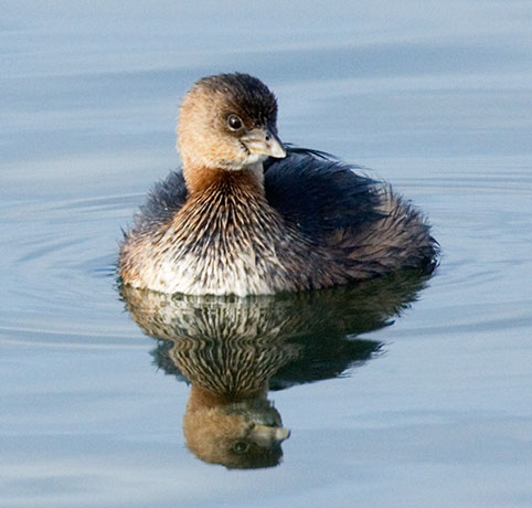 Pied-billed Grebe Podilymbus podiceps