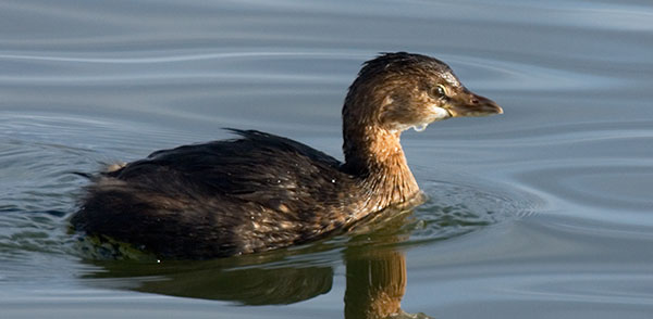 Pied-billed Grebe Podilymbus podiceps