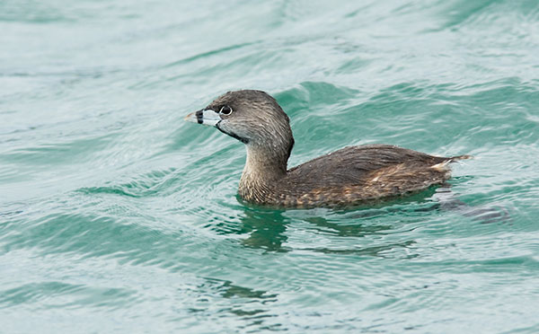 Pied-billed Grebe Podilymbus podiceps