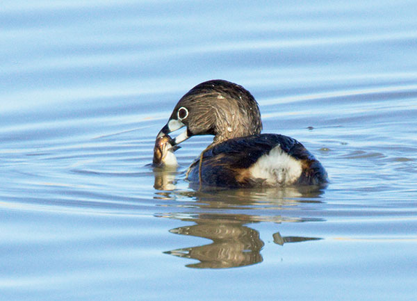Pied-billed Grebe Podilymbus podiceps