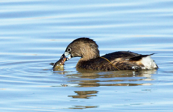 Pied-billed Grebe Podilymbus podiceps