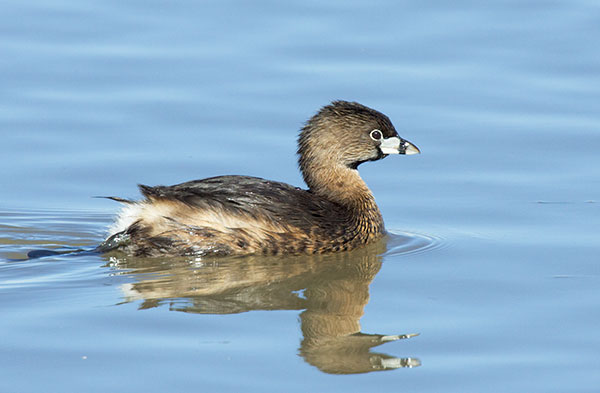 Pied-billed Grebe Podilymbus podiceps