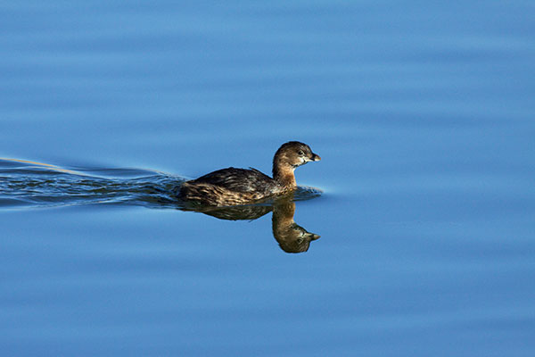 Pied-billed Grebe Podilymbus podiceps