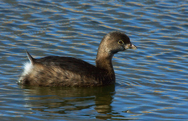 Pied-billed Grebe Podilymbus podiceps