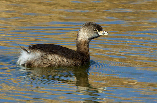 Pied-billed Grebe Podilymbus podiceps