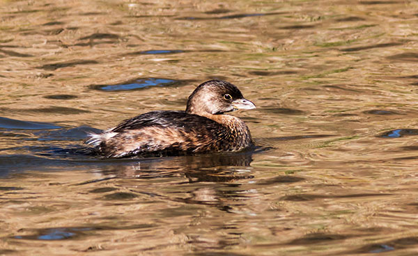 Pied-billed Grebe Podilymbus podiceps
