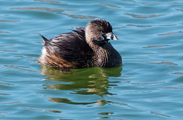 Pied-billed Grebe Podilymbus podiceps
