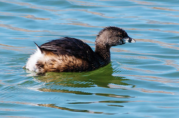 Pied-billed Grebe Podilymbus podiceps