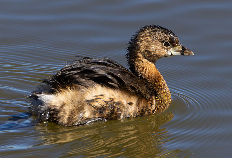 Pied-billed Grebe Podilymbus podiceps