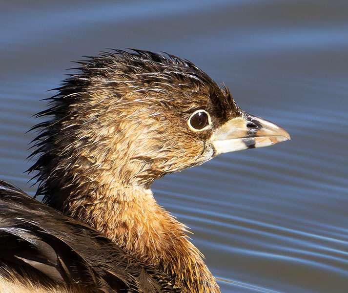 Pied-billed Grebe Podilymbus podiceps