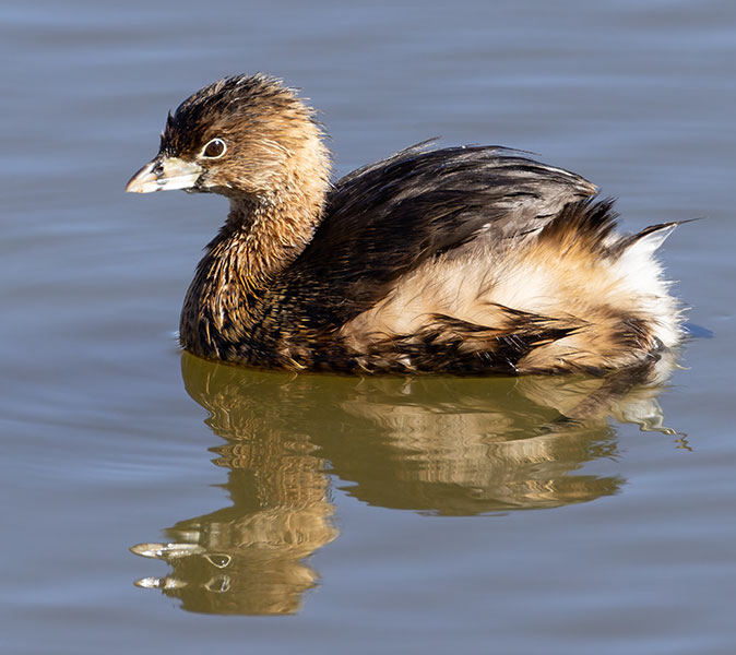 Pied-billed Grebe Podilymbus podiceps