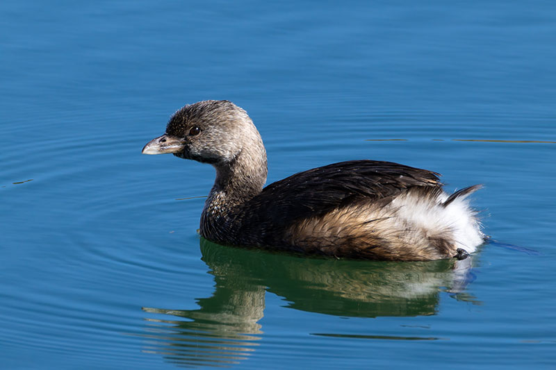 Pied-billed Grebe Podilymbus podiceps