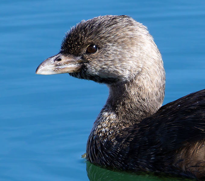 Pied-billed Grebe Podilymbus podiceps