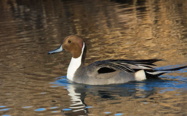 Northern Pintail Anas acuta