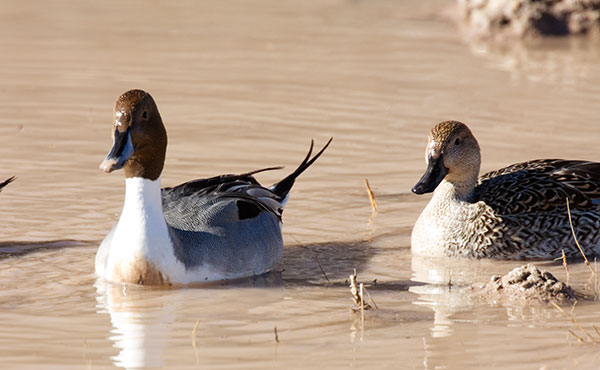 Northern Pintail Anas acuta