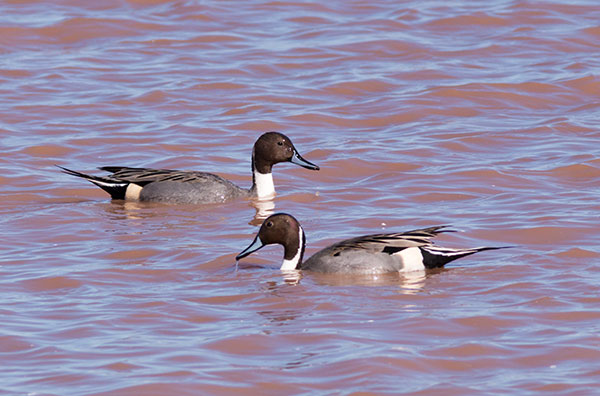 Northern Pintail Anas acuta
