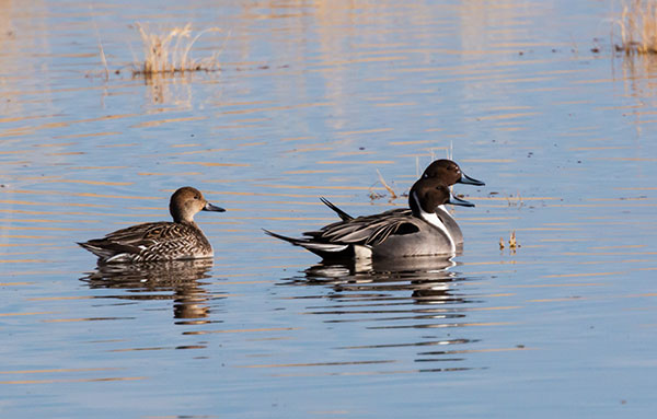 Northern Pintail Anas acuta