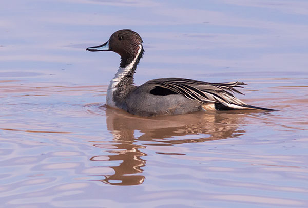 Northern Pintail Anas acuta