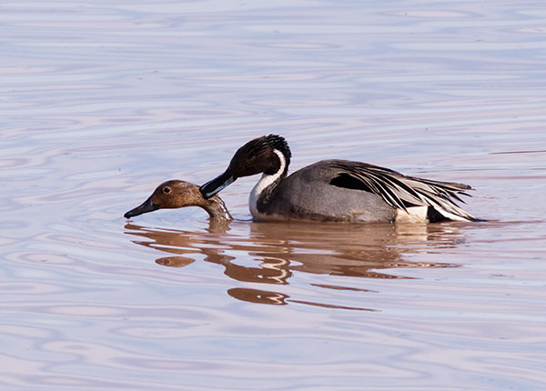 Northern Pintail Anas acuta