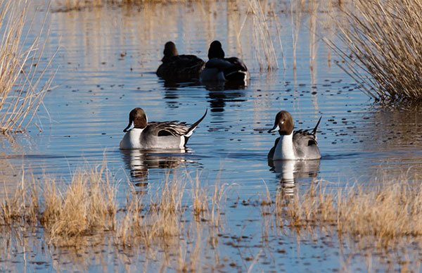 Northern Pintail Anas acuta