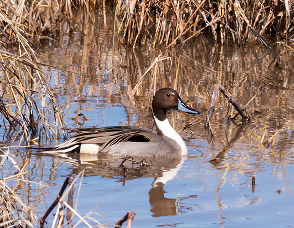 Northern Pintail Anas acuta