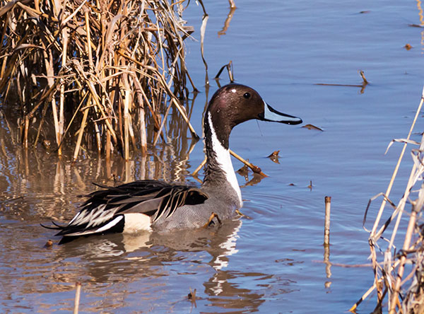 Northern Pintail Anas acuta