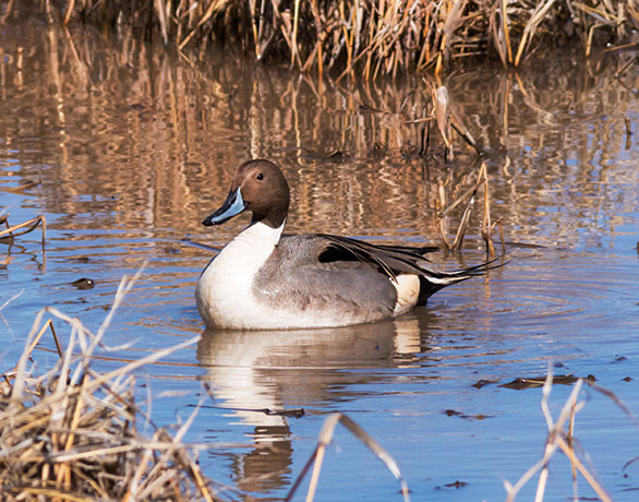 Northern Pintail Anas acuta
