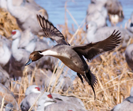 Northern Pintail Anas acuta