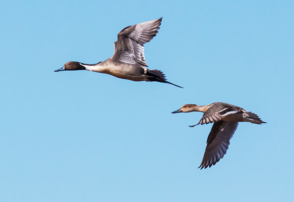 Northern Pintail Anas acuta