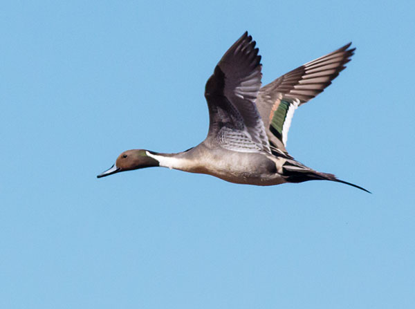 Northern Pintail Anas acuta