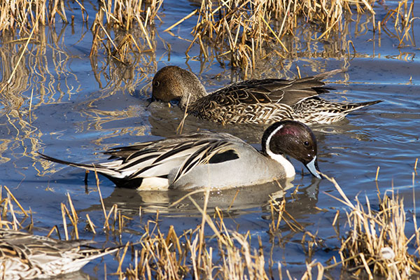 Northern Pintail Anas acuta