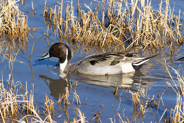 Northern Pintail Anas acuta