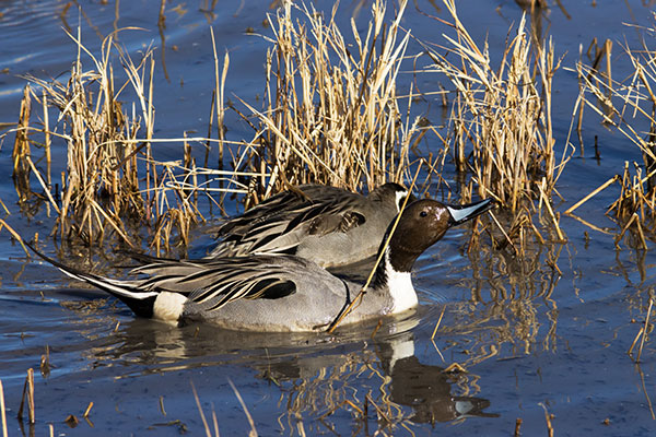 Northern Pintail Anas acuta