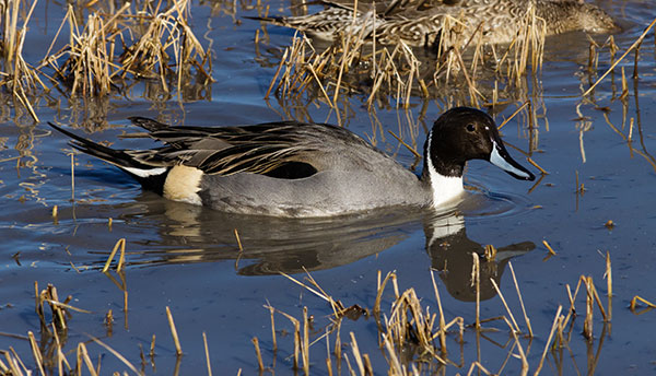 Northern Pintail Anas acuta