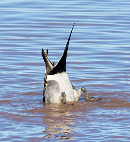 Northern Pintail Anas acuta