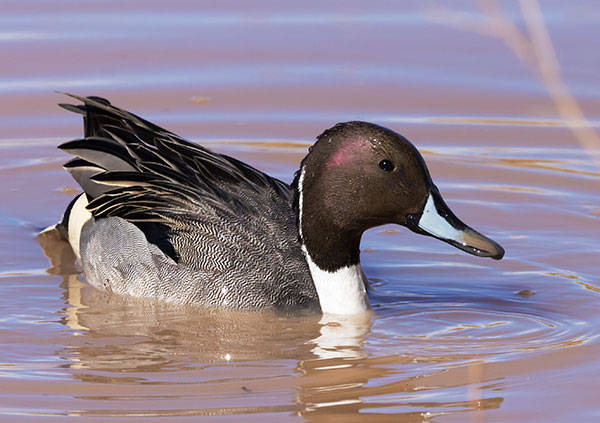 Northern Pintail Anas acuta