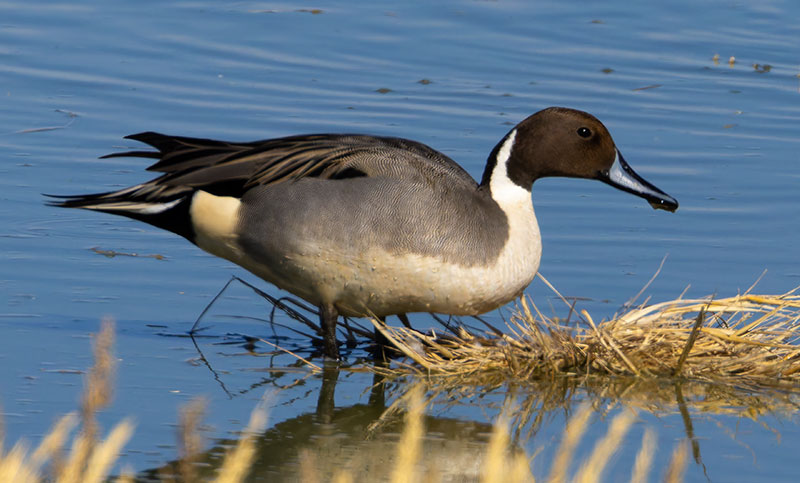 Northern Pintail Anas acuta
