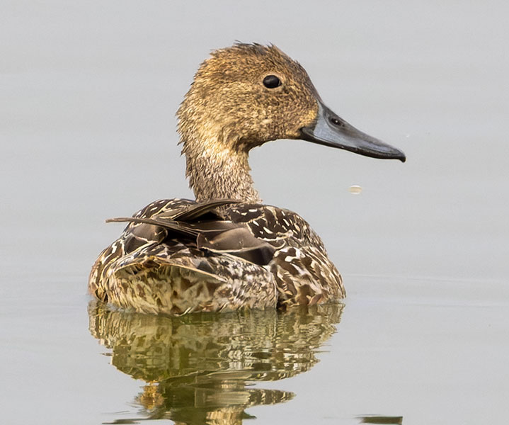 Northern Pintail Anas acuta