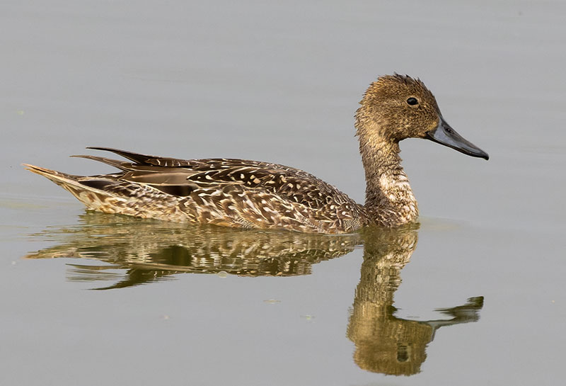 Northern Pintail Anas acuta