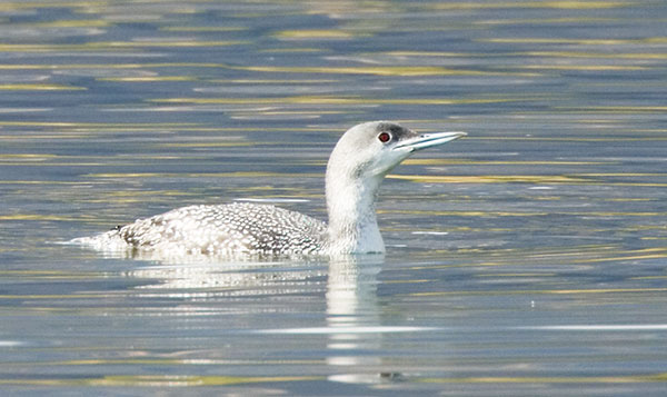 Red-throated Loon Gavia stellata